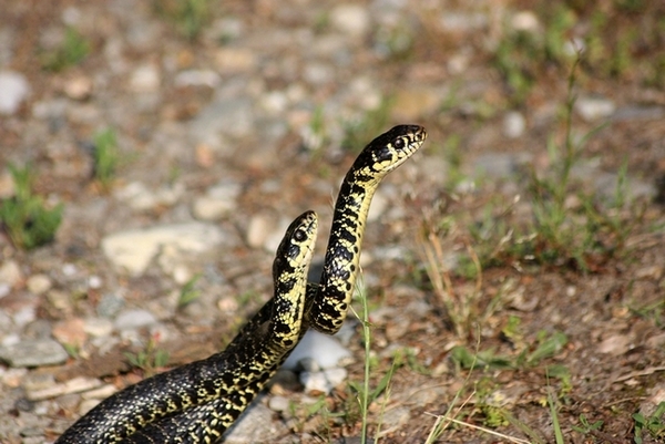 Lotta tra Coluber viridiflavus - Hierophis viridiflavus